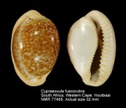 Cypraeovula fuscorubra (2)